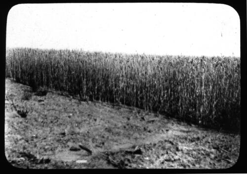 Wheat field [transparency] : a deputation lantern slide of the AIM [Australian Inland Mission] Head Office, 1926-1940 / [John Flynn?]