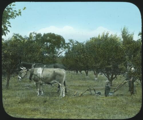 Bullock and horse with man and child [transparency] : miscellaneous glass slide / [John Flynn?]