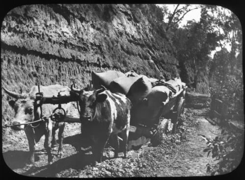 Bullock wagon on muddy track [transparency] : miscellaneous glass slide / [John Flynn?]
