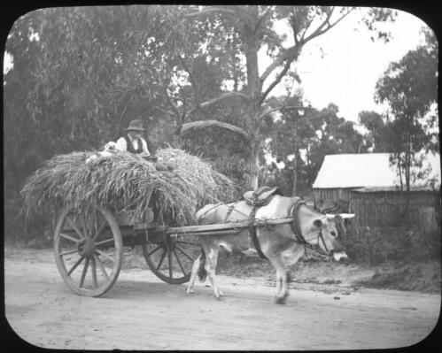 Haycart with man and dog [transparency] : miscellaneous glass slide / [John Flynn?]
