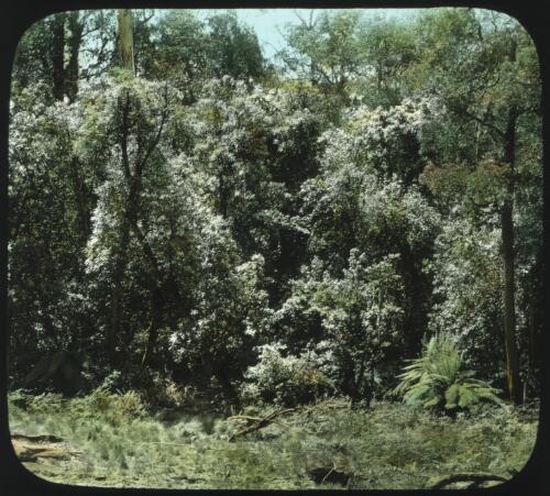 Jungle vegetation [transparency] : miscellaneous glass slide / [John Flynn?]