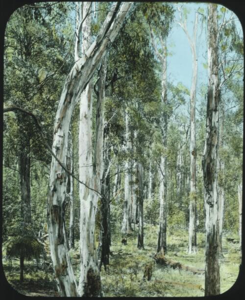 Timber trees and bushland [transparency] : miscellaneous glass slide / [John Flynn?]