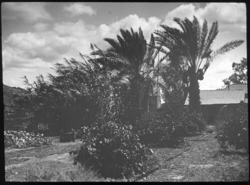 Date palms, Alice Springs, Northern Territory [transparency] : miscellaneous glass slide / [John Flynn?]