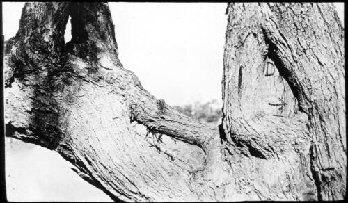 The Dig tree, South Australia [transparency] : taken on a survey trip undertaken in 1927 by Rev. J.A. Barber and Dr. George Simpson for the Flying Doctor Scheme