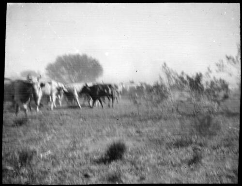 Herd of cattle [transparency] : lantern slide used by Rev. F.H. Paterson, north South Australia / [John Flynn?]