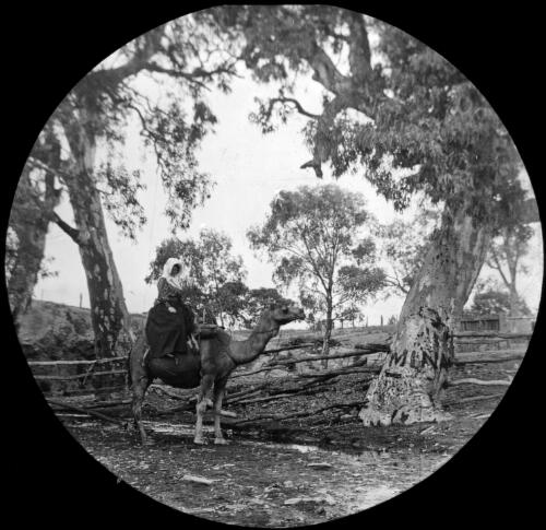 Unidentified woman sitting on a camel, Angorichina Station, near Blinman, South Australia [transparency] : lantern slide used by Rev. F.H. Paterson, north South Australia / [John Flynn?]