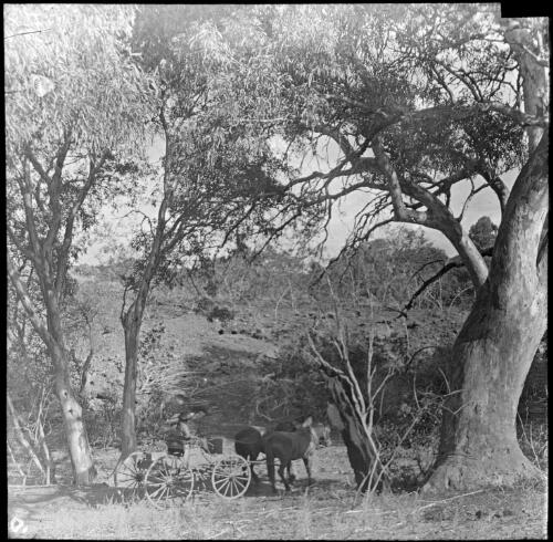 Side view of two unidentified women sitting in a horse cart, Moolooloo, South Australia [transparency] : lantern slide used by Rev. F.H. Paterson, north South Australia / [John Flynn?]