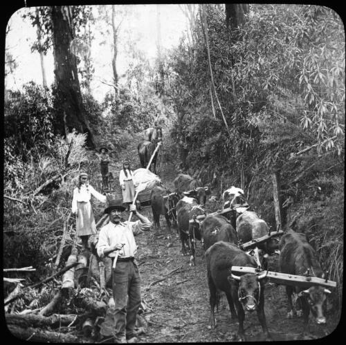['D' guiding his team of cattle down the mountain] [transparency] : a lantern slide used by John Flynn in lectures / [John Flynn]