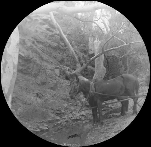 Windy Creek near Old Angipena [Angepena Homestead], South Australia, October 1910 [transparency] : lantern slide used by Rev. F.H. Paterson, north South Australia / [John Flynn?]