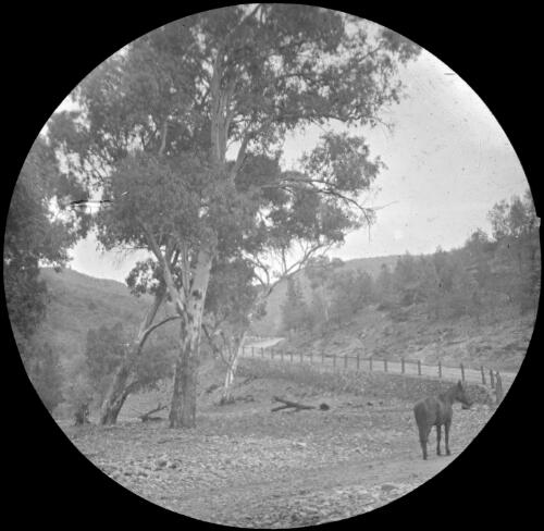 Track in creek, Italowie, South Australia, June 1910 [transparency] : lantern slide used by Rev. F.H. Paterson, north South Australia / [John Flynn?]