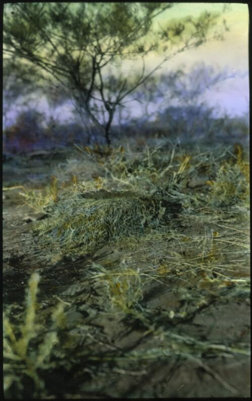 Unidentified nest in the scrub [transparency] : taken on a survey trip undertaken in 1927 by Rev. J.A. Barber and Dr. George Simpson for the Flying Doctor Scheme