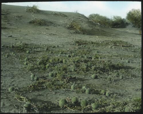 Melons growing in the wild [transparency] : a lantern slide used by John Flynn in lectures / [John Flynn]