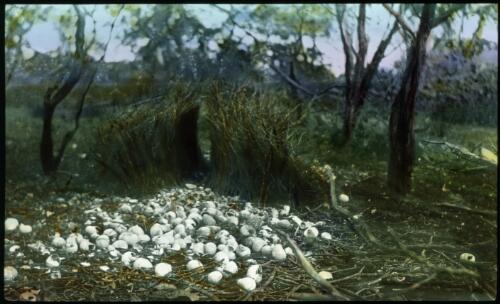 Bowerbird's nest [transparency] : taken on a survey trip undertaken in 1927 by Rev. J.A. Barber and Dr. George Simpson for the Flying Doctor Scheme
