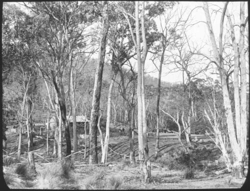 Cameron's property in the bush [transparency] : a lantern slide from John Flynn's missionary days in Gippsland 1906-7 / John Flynn