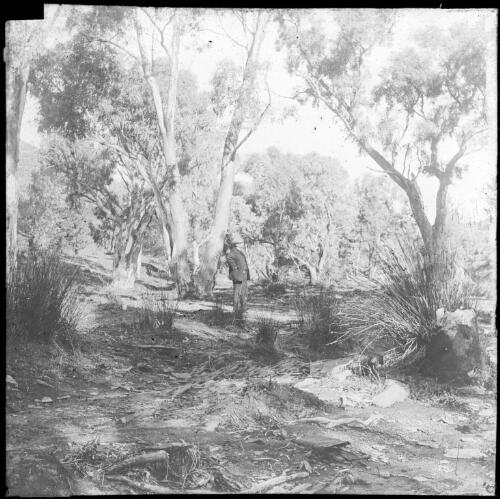 Angorichina Creek, South Australia [transparency] : lantern slide used by Rev. F.H. Paterson, north South Australia / [John Flynn?]