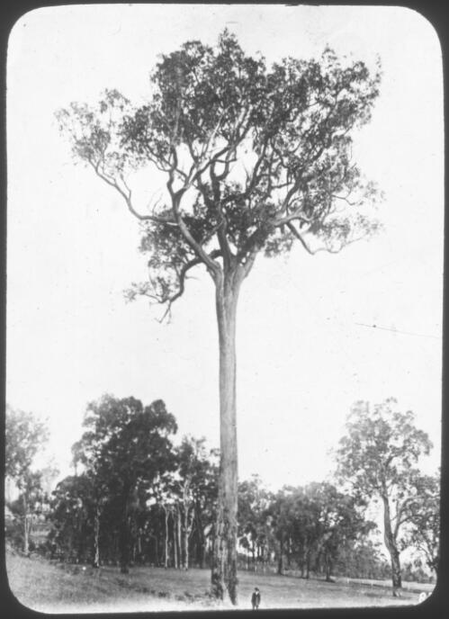 View of a tall jarrah tree [transparency] : taken on a survey trip undertaken in 1927 by Rev. J.A. Barber and Dr. George Simpson for the Flying Doctor Scheme