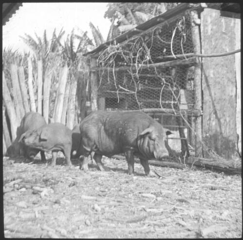 Pigs in pigsty [transparency] : taken on a survey trip undertaken in 1927 by Rev. J.A. Barber and Dr. George Simpson for the Flying Doctor Scheme