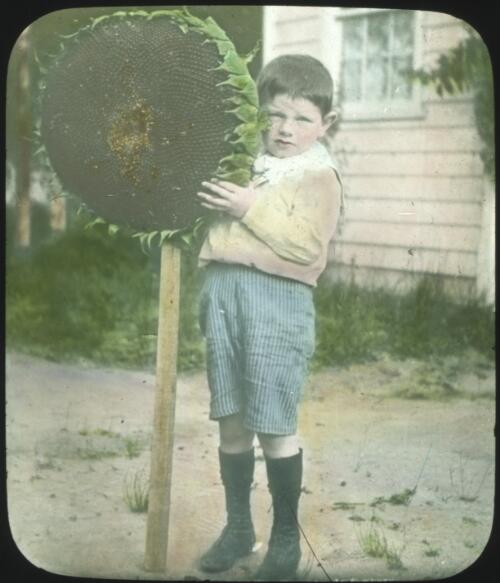 Child holding a very large sunflower [transparency] : a lantern slide from John Flynn's missionary days in Gippsland 1906-7 / John Flynn