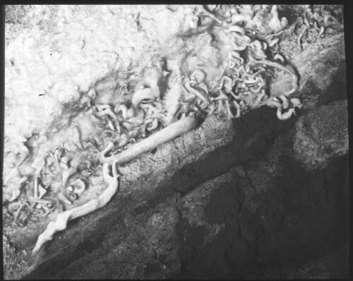 Helictites in Buchan Caves? [transparency] : a lantern slide from John Flynn's missionary days in Gippsland 1906-7 / John Flynn
