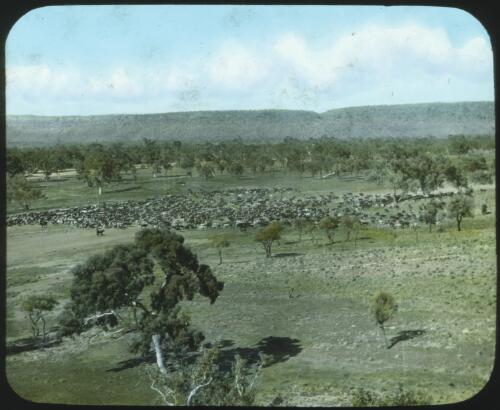 Herd of cattle with trees and mountain range in background, South Australia [transparency] : scene of mid-north South Australia used by Rev. F.H. Patterson on Stuart Patrol 1930+