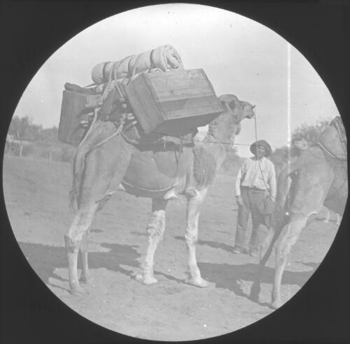 Pack-camel, Anna Creek, South Australia, 1910 [transparency] : lantern slide used by Rev. F.H. Paterson, north South Australia / [John Flynn?]