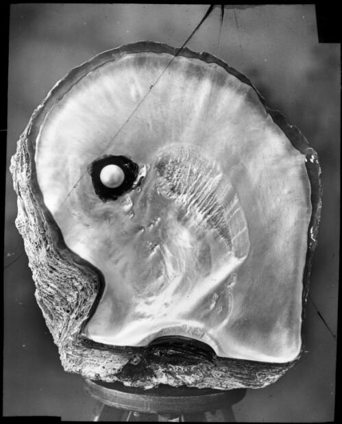 Mother-of-pearl, South Sea pearl within a shell [transparency] : a lantern slide used in lectures on all Australian Inland Mission activities, 1914 / Yasukichi Murakami