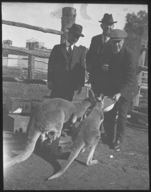 Three unidentified men feeding kangaroos, Hawker, South Australia [transparency] : scene of mid-north South Australia used by Rev. F.H. Patterson on Stuart Patrol 1930+