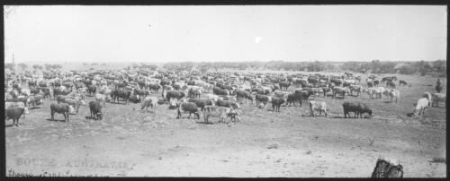 Cattle, Central Australia [transparency] : scene of mid-north South Australia used by Rev. F.H. Patterson on Stuart Patrol 1930+