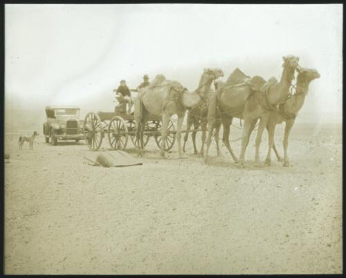 Camels harnessed to a cart, followed by a car, South Australia [transparency] : scene of mid-north South Australia used by Rev. F.H. Patterson on Stuart Patrol 1930+