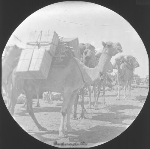 Loaded camels, Oodnadatta, South Australia [transparency] : lantern slide used by Rev. F.H. Paterson, north South Australia / [John Flynn?]