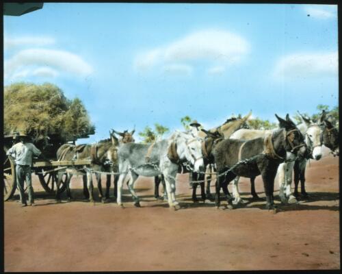 Team of donkeys pulling a cart loaded with spinifex [transparency] : a lantern slide used in lectures on all Australian Inland Mission activities, 1940- / [John Flynn?]
