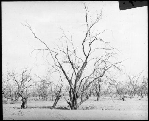 Desert in the outback [transparency] : a lantern slide used in lectures on all Australian Inland Mission activities, 1940- / [John Flynn?]