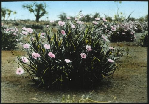 Parakelia, wild flower of South Australia [transparency] : a lantern slide used in lectures on all Australian Inland Mission activities, 1940- / [John Flynn?]