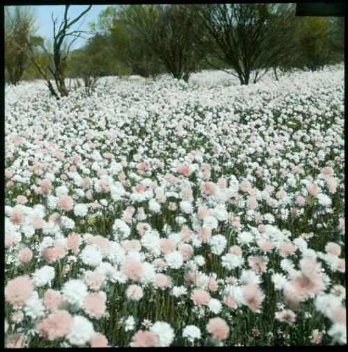 Wild flowers, South Australia [transparency] : a lantern slide used in lectures on all Australian Inland Mission activities, 1940- / [John Flynn?]