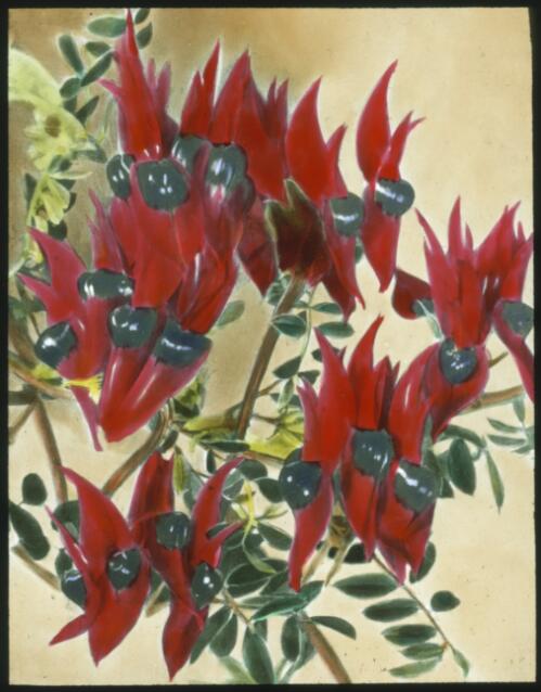 Sturt desert pea, South Australia [transparency] : a lantern slide used in lectures on all Australian Inland Mission activities, 1940- / [John Flynn?]