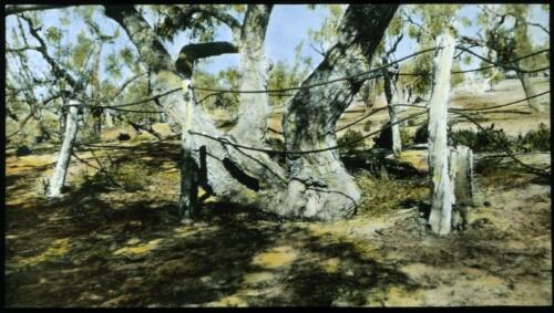 Three and a half miles from Innamincka [transparency] : a lantern slide used in lectures on all Australian Inland Mission activities, 1940- / [John Flynn?]