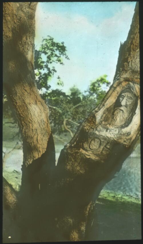 John Dick's tree carved with the face and initials of Robert O'Hara Burke, Cooper Creek, Queensland] [transparency] : a lantern slide used in lectures on all Australian Inland Mission activities, 1940- / [John Flynn?]