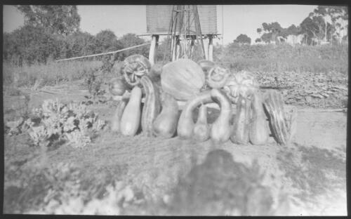 Vegetable display in a garden, South Australia [transparency] : scene of mid-north South Australia used by Rev. F.H. Patterson on Stuart Patrol 1930+