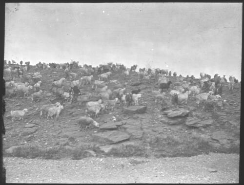 Goats on rocky hillside, South Australia [transparency] : scene of mid-north South Australia used by Rev. F.H. Patterson on Stuart Patrol 1930+