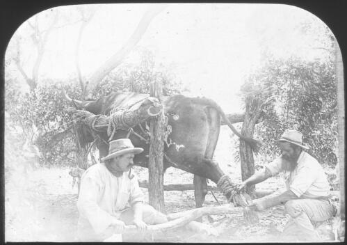 Two unidentified men attending to a bullock's hoof, [1] [transparency] : part of South Australian and other AIM [Australian Inland Mission] scenes used by Rev. F.H. Patterson