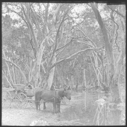 Mudlapena, Frome River near Old Angipena [i.e. Angepena], South Australia [transparency] : part of South Australian and other AIM [Australian Inland Mission] scenes used by Rev. F.H. Patterson