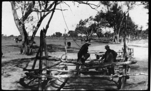 Feeding cattle [transparency] part of scenes of the Northern Territory and North Western Australia / [John Flynn?]