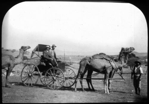 Yarded? camel team [transparency] : part of South Australian and other AIM [Australian Inland Mission] scenes used by Rev. F.H. Patterson