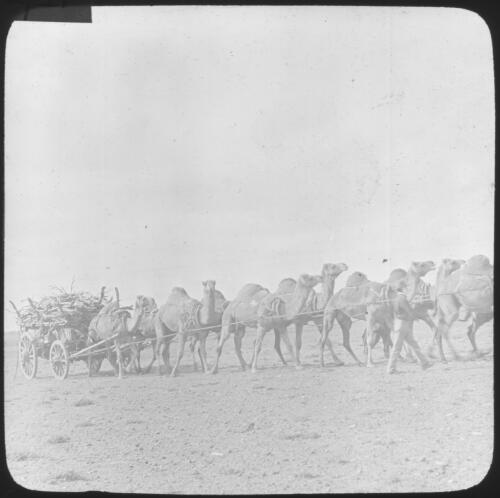 Camel train [transparency] : part of South Australian and other AIM [Australian Inland Mission] scenes used by Rev. F.H. Patterson