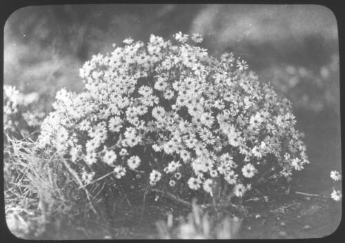 Small shrub of wild flowers, [1] [transparency] / [John Flynn?]