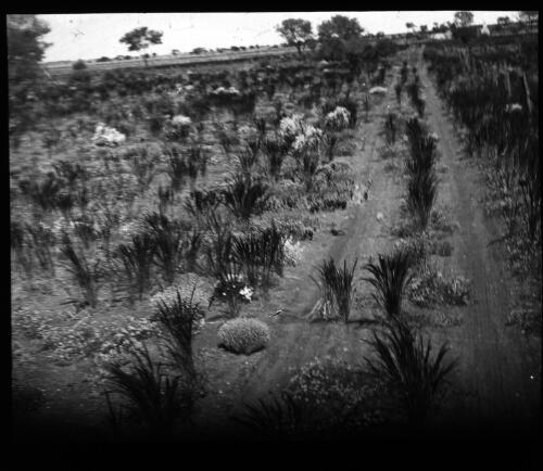 Unidentified dirt track [transparency] : a lantern slide used for publicity in South Australia / [John Flynn]