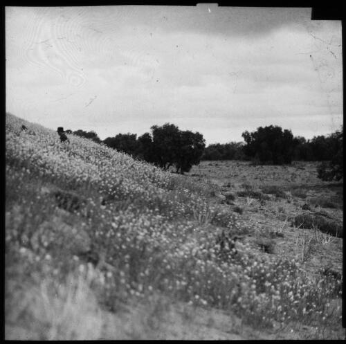 Wild flowers bloom after rain [transparency] : a lantern slide used for publicity in South Australia  / [John Flynn]
