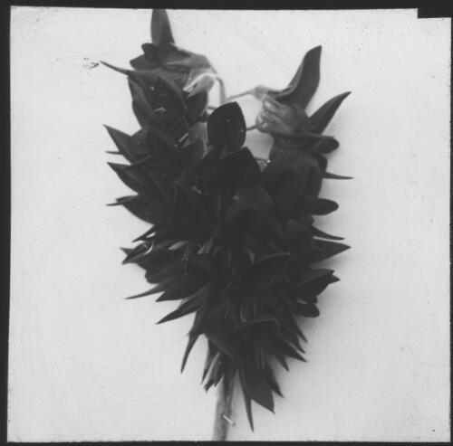 Bird flower [transparency] : a lantern slide used for publicity in South Australia  / [John Flynn]