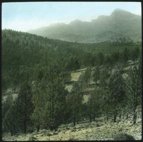 Unidentified landscape scene with pine trees [transparency] / [John Flynn?]