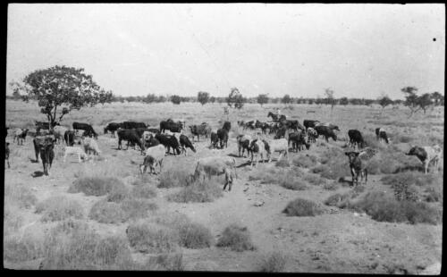 Grazing cows on a field [transparency] : inland people and general scenes / [John Flynn?]